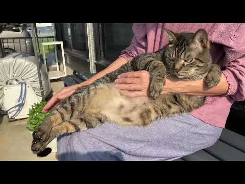 爪切りが嫌いな猫 爪切りが嫌いな猫