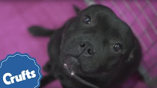 Staffordshire Bull Terrier Crufts Breed Information