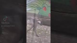 That Monkey Looks Like Rafiki