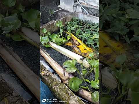 Belajar ternak keong sawah di samping rumah lahan sempit