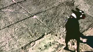 Watch Ugly Casanova Beesting video