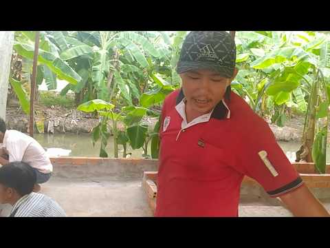 Đi qua Cần Thơ thăm lại trang trại của anh Quốc, chăn nuôi gà kết hợp sâu canxi ruồi lính