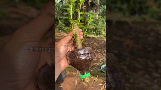 Air Layering In Fruit Trees