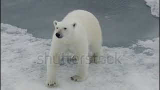 Polar Bear Walking On Ice