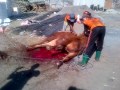 image Cara Menjatuhkan Sapi Kurban Dengan Cepat