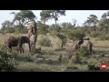 Mating elephants