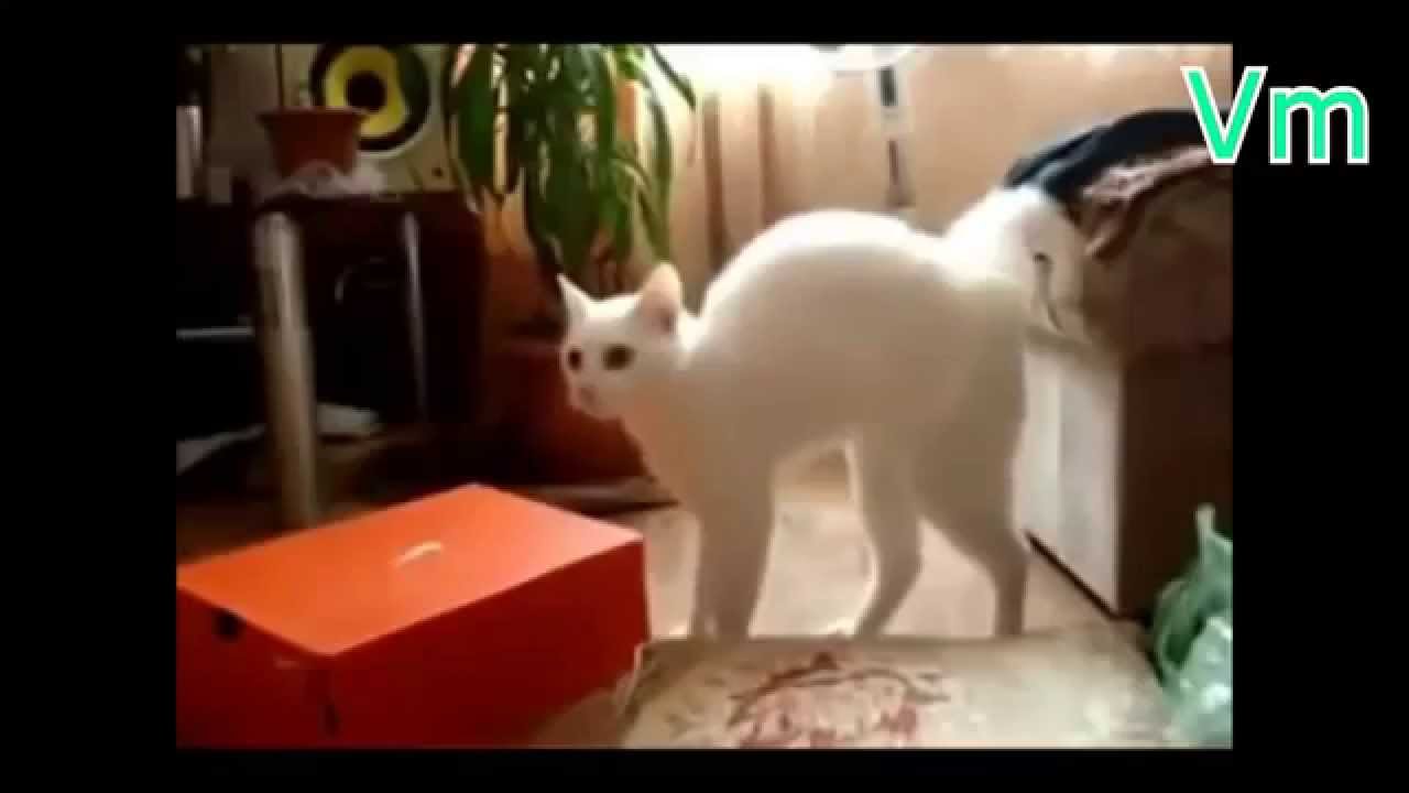 Прикольные кошки VL