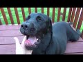 Tika & Sako - My Black Labs at 10 Months Old