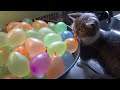 Munchkin Cat Pops Water Balloons