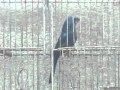 Presentancion, de algunos de mis Pajaros.