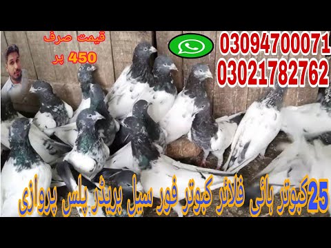 High faling pigeons for sale//25 kabootar for sale//pigeon Galler//@Lahorepigeons86 //#viral #video High faling pigeons for sale//25 kabootar for sale//pigeon Galler//@Lahorepigeons86 //#viral #video