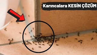 Evdeki Karıncalardan Nasıl Kurtulabiliriz? Kesin Çözüm!!