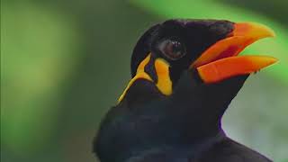 The Hill Mynah