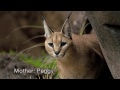 Caracal Kittens at the Oregon Zoo