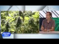 Asociaciones de Cannabis, 'de socio legal a miembro de organización criminal'