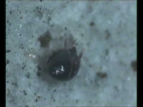 Header of Achipteriidae