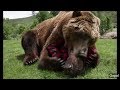 Animals Hugging Humans Compilation 2018 SO CUTE | BBC Documentary Animal Earth
