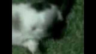 Bbg Evinde Sahneler Canlı Canlı 2014 Full İndir İzle