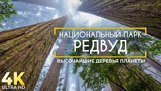Национальный Парк Редвуд - Уникальный Лес Гигантских Секвой - Документальный Фильм О Природе В 4К