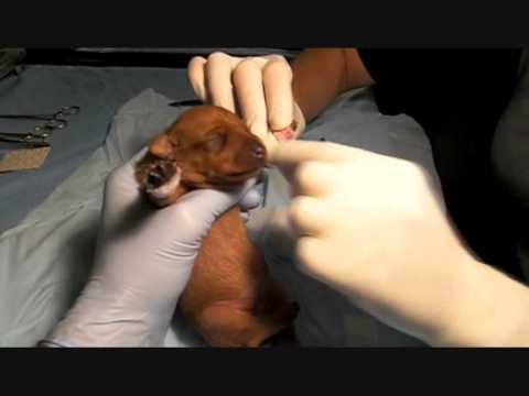 dew claw removal dew claw removal procedure images dew claw removal dew claw removal procedure images