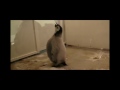 Emperor Penguin Baby at Adventure World - Part 2