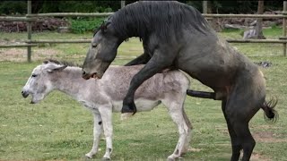 Horse Mating Donkey - Donkeys Breeding - Animals Mating Compilation