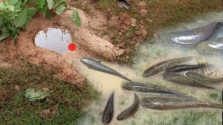 Smart Woman Make Easy Deep Hole Fish Trap To Catch A Lot Of Fish