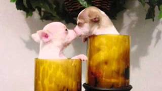 Watch Spike Jones Our Hour the Puppy Love Song video
