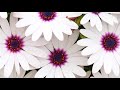 Peaceful music, Uplifting music, Relaxing music, Instrumental music