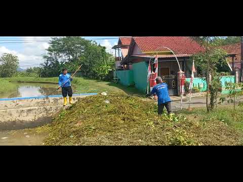 PEMBERSIHAN MONSTER TANAMAN AIR (KREMA PUTIH & ECENG GONDOK) MENGGANGGU DI SALURAN IRIGASI DI SERAYU