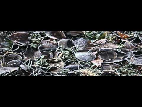 Light Video