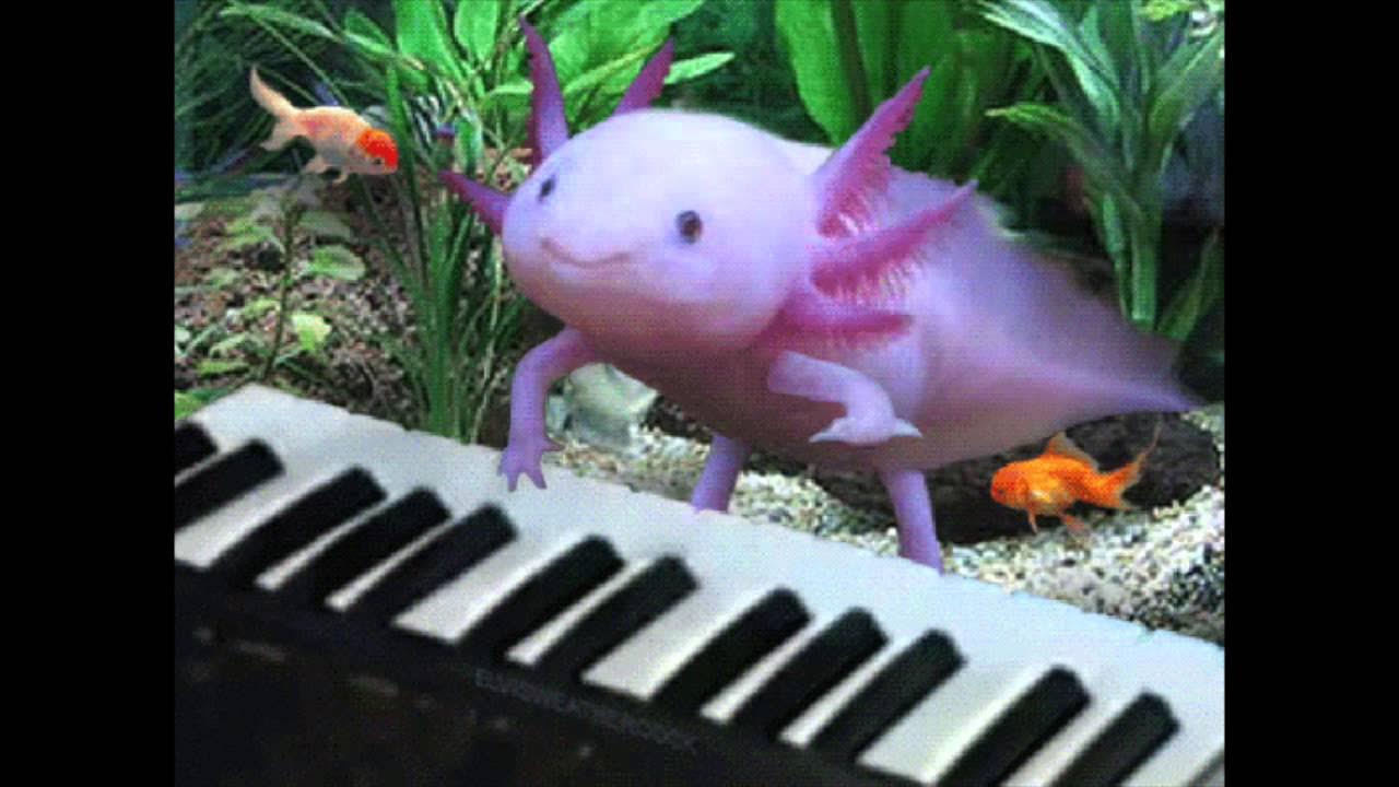 Картинка аксолотля
