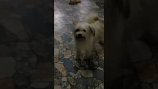 Baby dog cute funny dog videos -lão chó