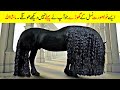دنیا کے سب سے خوبصورت ترین گھوڑے | Top 10 Most Beautiful Horses on Planet Earth | Facts in Urdu