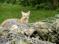 The Gray Fox Family 8 9 09 2