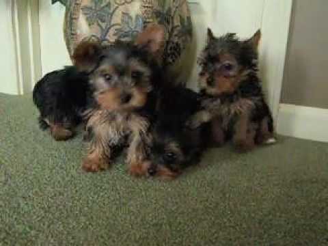 how to litter a yorkie puppy hqdefault jpg how to litter a yorkie puppy hqdefault jpg
