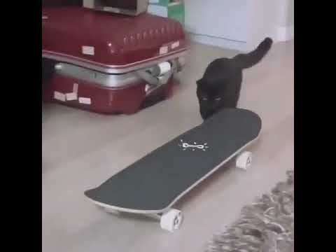 Step up your cat 🐱 game 😂 via @skatelifesupply | Shralpin Skateboarding