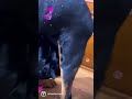 Rottweilers in heat. #rottweilerjapan #czrzeushera #ロットワイラー #dogporn