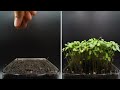 Growing Kale Microgreens Time Lapse