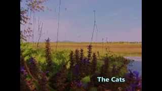 Watch Cats I Walk Through The Fields video