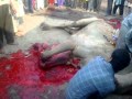 QURBANI OF CAMEL ACCORDING TO ORDER OF ALLAH AT LAHORE OIL MILS PART 3.mp4