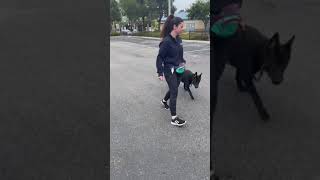 Advanced Walking The Noble Dogs Way