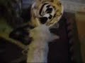 Cat and Dog funny (get out of my bed)