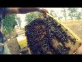 Stup Romanesc modern si productiv, de la Satu Mare 100% Bio!