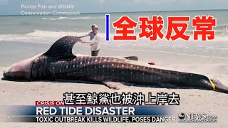 末日預言的沖天怒火、世紀血月、海洋變血、動物滅絕、地震洪水大爆發!近3萬生態大反常! Tons of End Times Prophecy Fulfilled