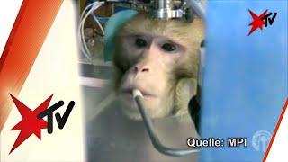 Heimliche Aufnahmen: Tierversuche am Max-Planck-Institut - Reportage 1 von 6 | stern TV (10.09.2014)