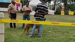 Baea 3Rd Conformation Appraisal 2021 March, Dog Mobility & Movement