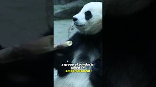 A Group Of Pandas Is Called What?