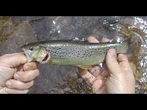fork shavers trout fishing fish rainbow brown brookie slam grand bemis
