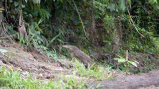Monitor Lizard Borneo